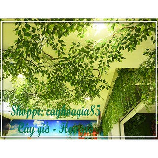 Lá giả - Cành lá xi Xanh