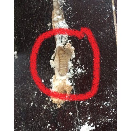 Hộp nhử mối + Thuốc diệt mối sinh học: dùng cho các công trình xây dựng, gỗ, tre...