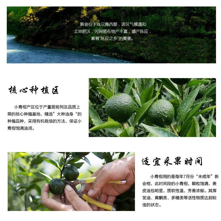 Trà Phổ Nhĩ Quýt Xanh Vân Nam Túi 100G - Khoảng 10 Quả