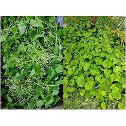 100 Hạt Giống Rau Má Lá To