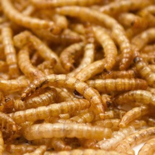 Sâu rồng cho hamster, nhím...