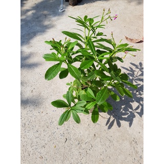 Hạt Giống Sâm Đất  - (Talinum.Crassifolium,Willd)  - 20 hạt