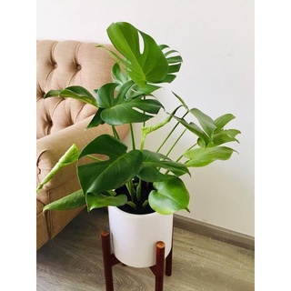 Trầu bà xẻ Monstera