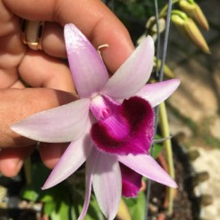 Phi điệp Taly xuân giống