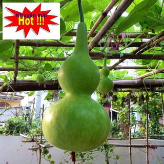 Hạt giống bầu hồ lô cao sản 1 tháng f1 TẶNG KÍCH MẦM