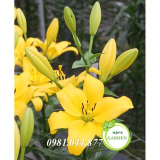 Củ giống hoa ly màu vàng ( củ giống hà lan)
