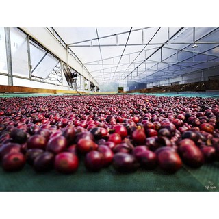 Cà phê Robusta + Arabica 1kg - FOX CAFE - Cách Tân