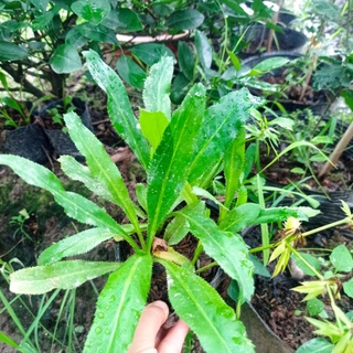 Cây mùi ngò gai