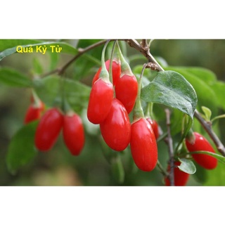 Cây kỷ tử (minh mục)