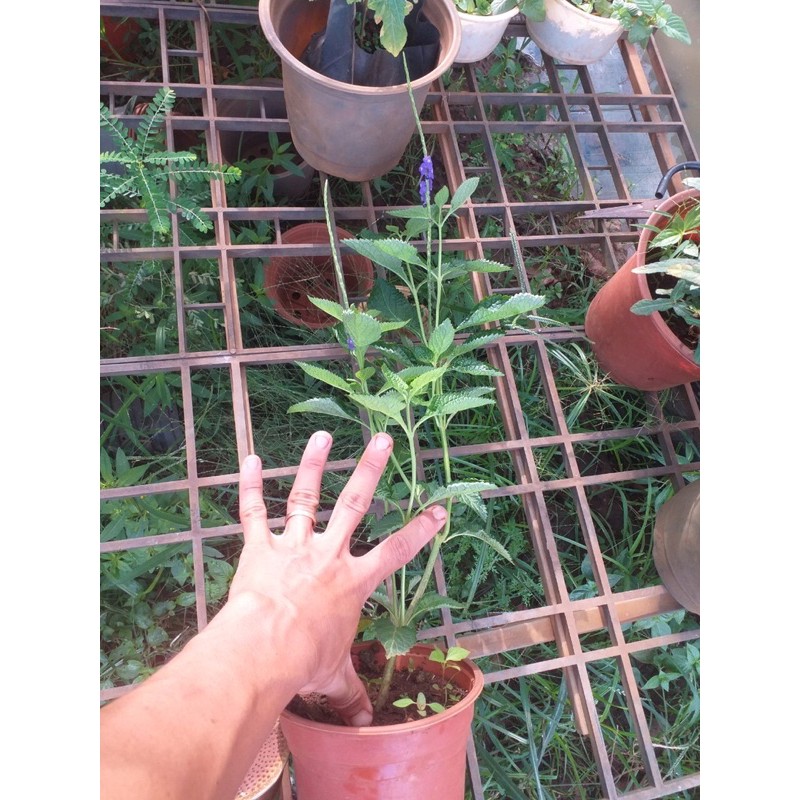cây đuôi chuột (mạch lạc)