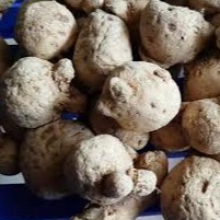 Tam Thất Nam củ sạch đẹp 100 gram.