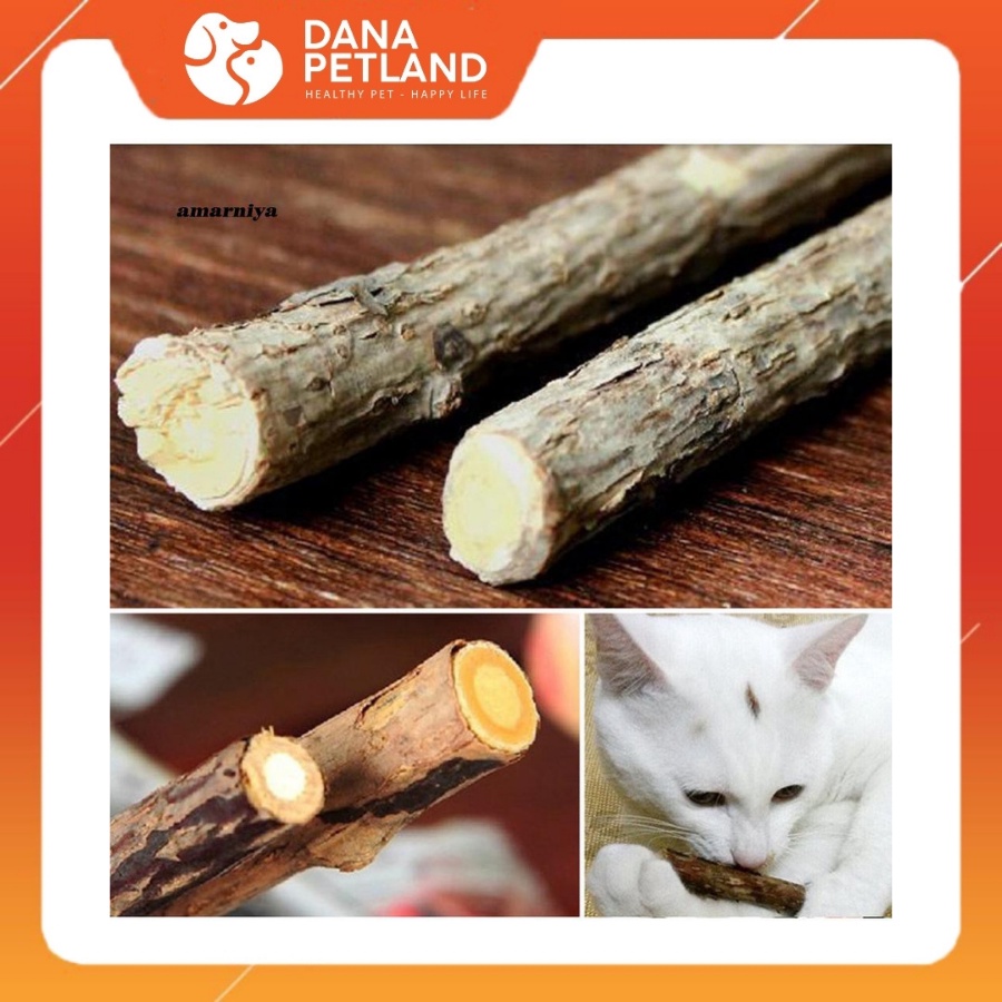 Que bạc hà,catnip, que cỏ mèo