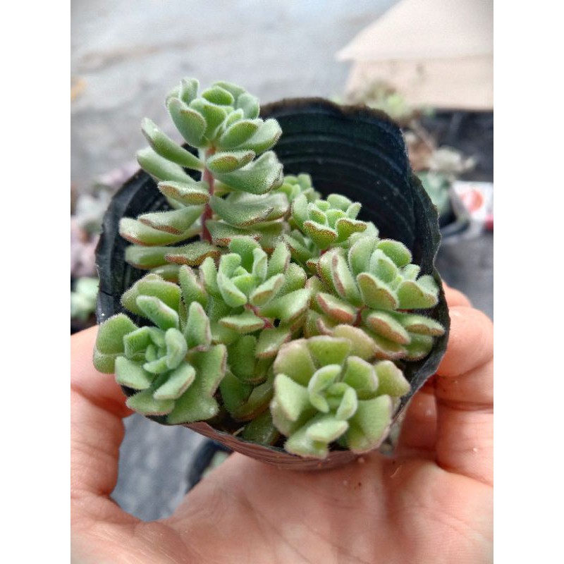 MỘT CHIẾC SEN SEDUM HOA HỒNG PHÁP size mini 8x8 cm đã thuần khí hậu sức sống cao