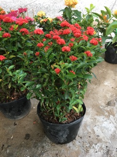 Trang sen loại siêu hoa