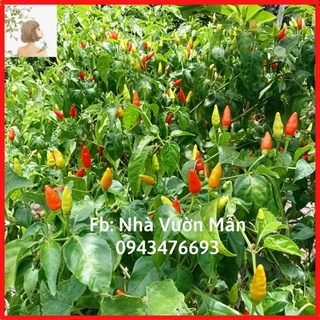 50 hạt giống ớt hiểm - giống ớt hiểm sai trái, siêu cay, trồng quanh năm