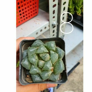 Sen đá kim cương haworthia MS -8