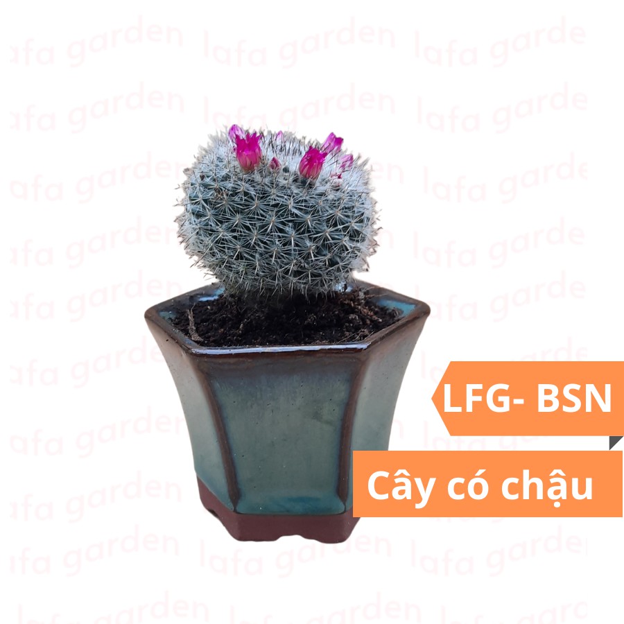 Cây để bàn làm việc LAFA GARDEN, chậu cây cảnh để bàn, Combo cây kèm chậu đất trồng