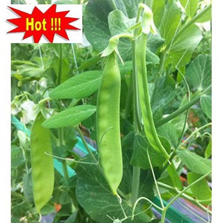 Hạt giống Đậu Hà Lan (Lấy Trái) (20g)