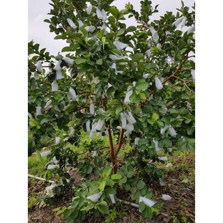 Cây 🌲 Ổi RuBy đang hoa đang trái)