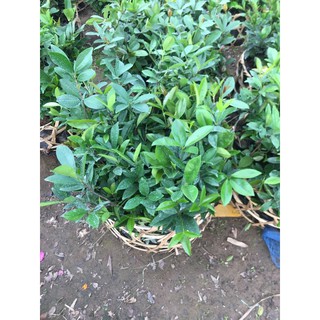 Combo 2 chery giống 2