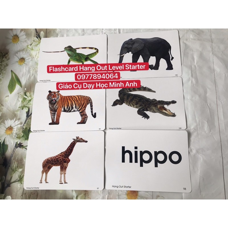 Flashcard  Tiếng Anh Hang Out Level Stater