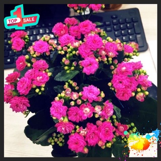 🍀BAO CHẤT🍀Cây Hoa sống đời cánh kép hoa chuẩn tết