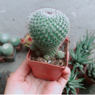 Xương Rồng Bánh Sinh Nhật