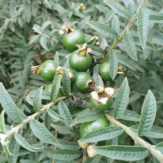 Chậu Ổi sẻ Nhật - Ổi lá kim