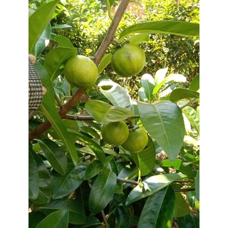 Cây giống hồng đen socola ( chuẩn giống F1 - cây ghép)