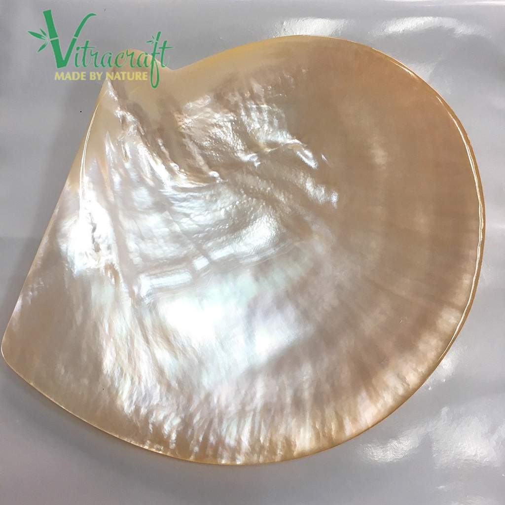 Đĩa xác vàng được mài bóng cả 2 mặt, giữ nguyên hình dạng tự nhiên của vỏ trai Size lớn 12-13cm