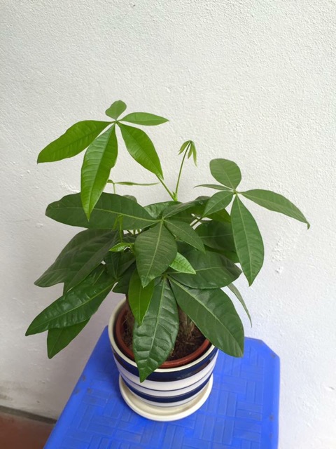 Cây Kim ngân/ Tài lộc