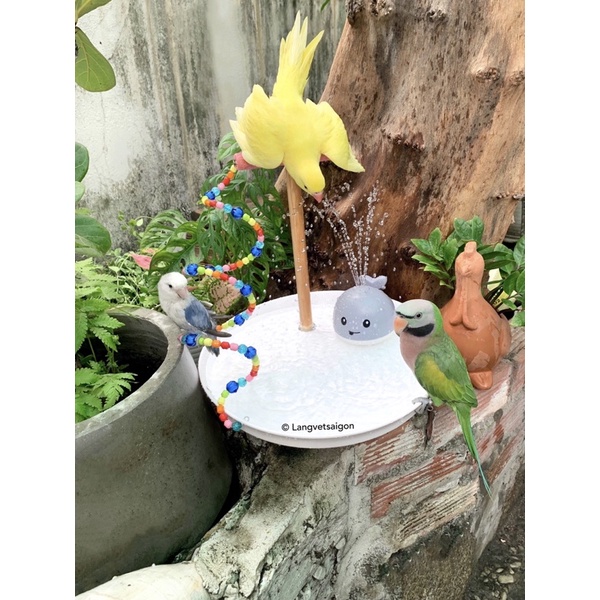Khay tắm cho vẹt