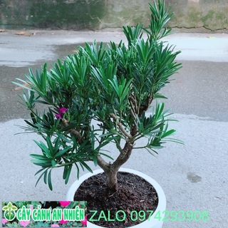 Chậu Cây Tùng Bồng Lai Size Lớn
