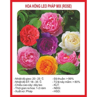 Hạt Giống Hoa Hồng Leo Mix 20 Hạt hạt giống bốn mùa