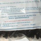 Hương Phụ  đã sao chế 100 gram.