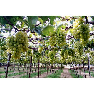 Cây giống nho xanh không hạt Ninh Thuận - Trang Flower