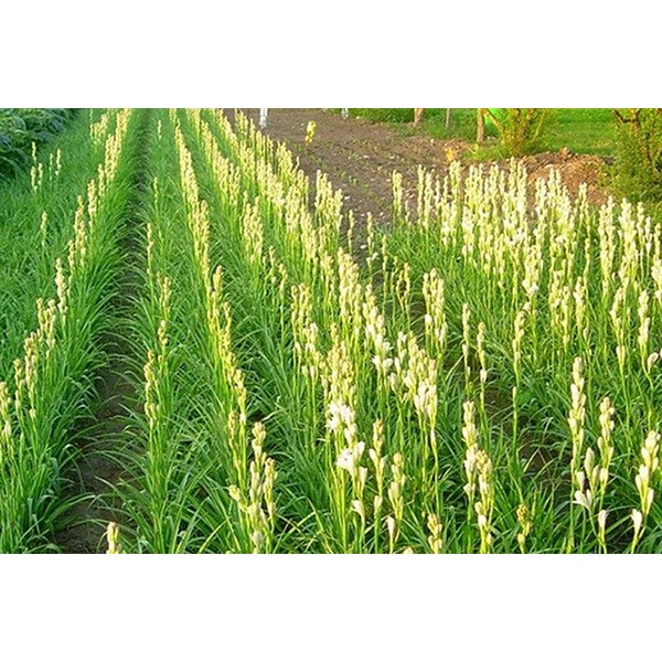 CỦ GIỐNG HOA HUỆ TRẮNG THƠM