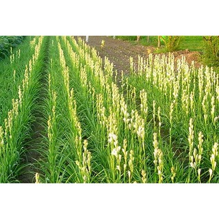 CỦ GIỐNG HOA HUỆ TRẮNG THƠM