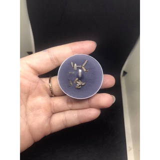 Nến Tealight đen Nến đen