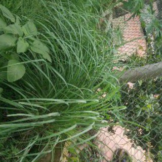 5 Cây sả giống có rễ