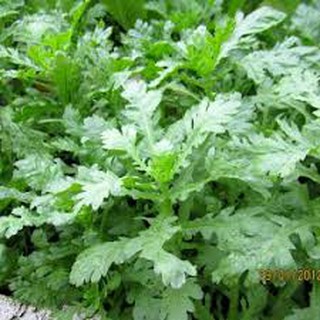 20gram HẠT GIỐNG RAU TẦN Ô