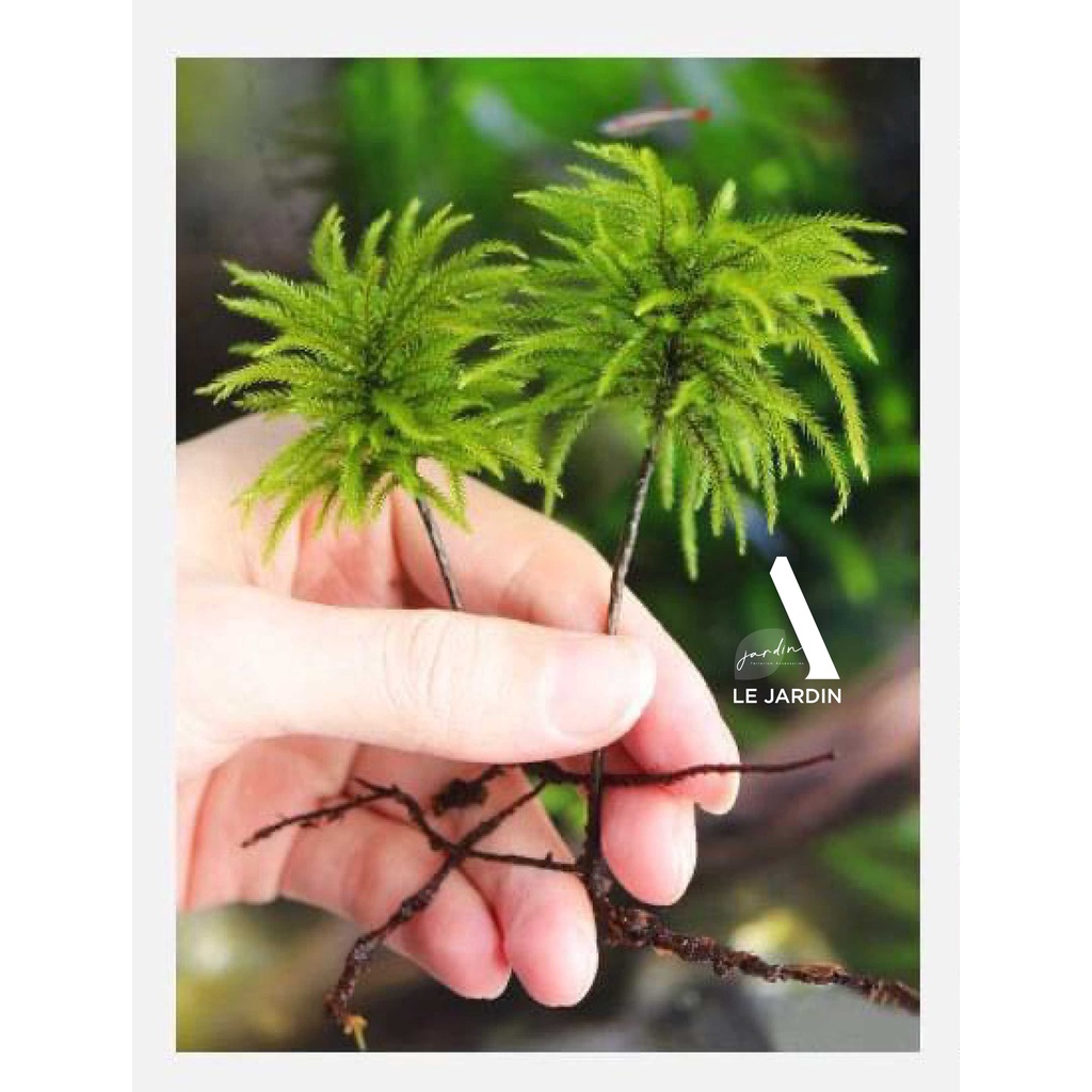 20 loại rêu Terrarium có Mix, rêu bán cạn, mix nhiều loại, set hồ bán cạn, rêu terraium, non bộ, tiểu cảnh