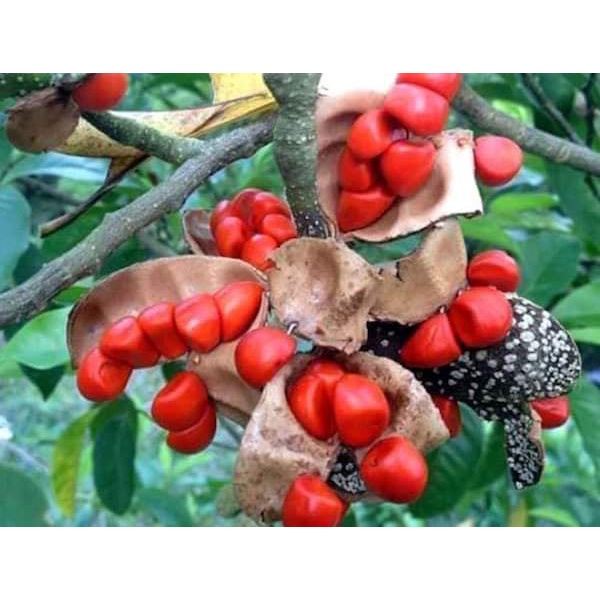 Cây giống dổi ăn hạt ( cây ghép cho quả sớm )