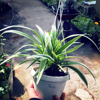 Cây mến khách mini