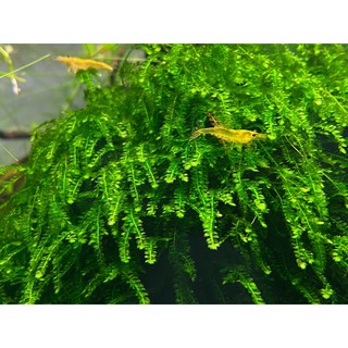 Rêu Weeping - Vesiculária ferriei