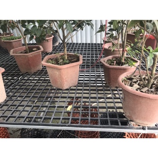 Combo Vỉ nhựa (khay nhựa) lót sàn lan - trồng lan mô, cây cảnh - 36*62cm (Combo)