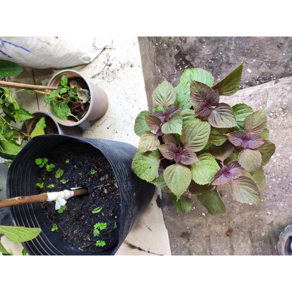 cây tía tô - rau tía tô trồng chậu -Perilla frutescens var. crispa