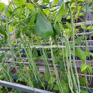 20GR - HẠT GIỐNG ĐẬU ĐŨA BỤI