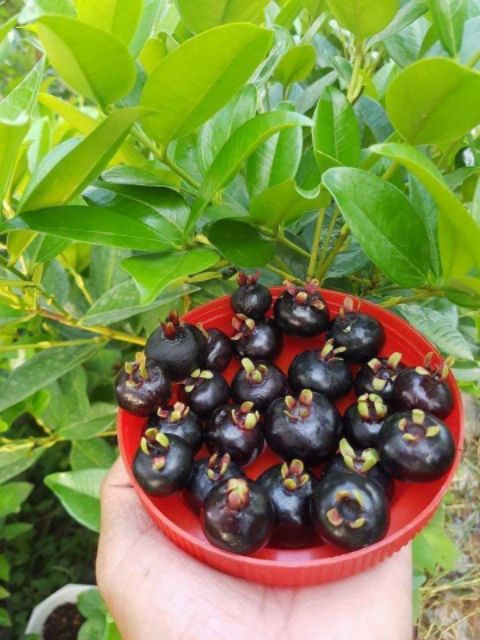 Cherry brazil
