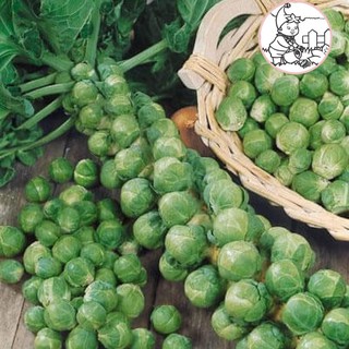 HẠT BẮP CẢI TÍ HON - GÓI 1 GRAM